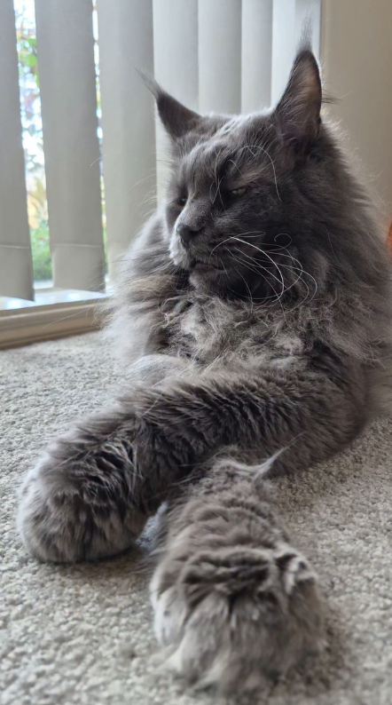 Ragnar The Maine Coon Plushy!
