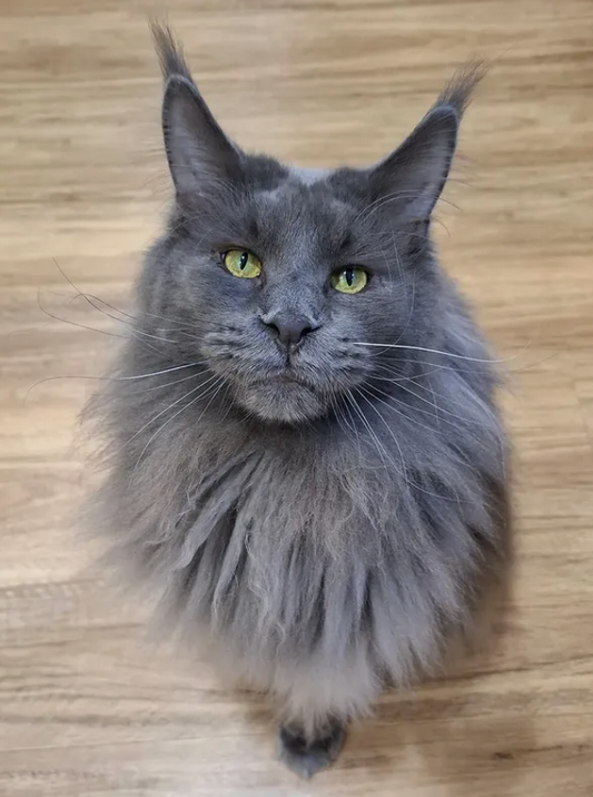 Ragnar The Maine Coon Plushy!