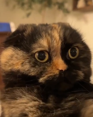 Cleo Plushy!