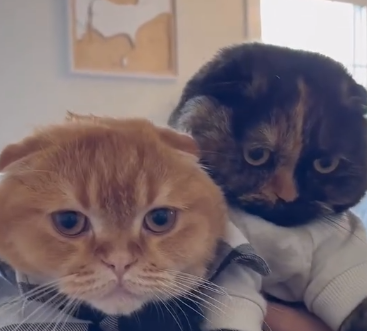 Cleo X Jack BUNDLE plushy!